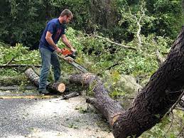 Best Root Management and Removal  in Dollar Bay, MI